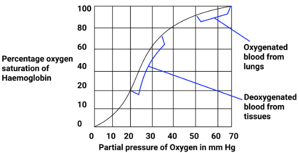 Oxygen dissociation curve