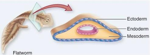 Triploblastic in Platyhelminthes