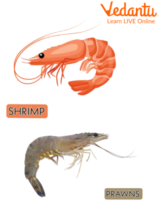 What Do Shrimp Eat | Learn Important Terms and Concepts