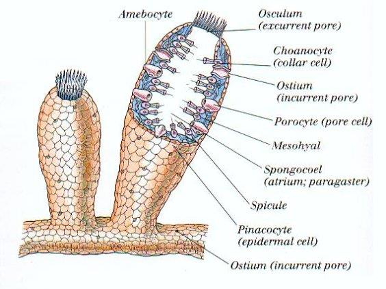 Phylum Porifera