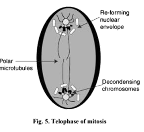 Telophase of mitosis