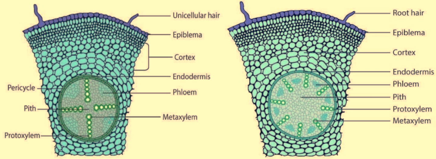 monocot and dicot root