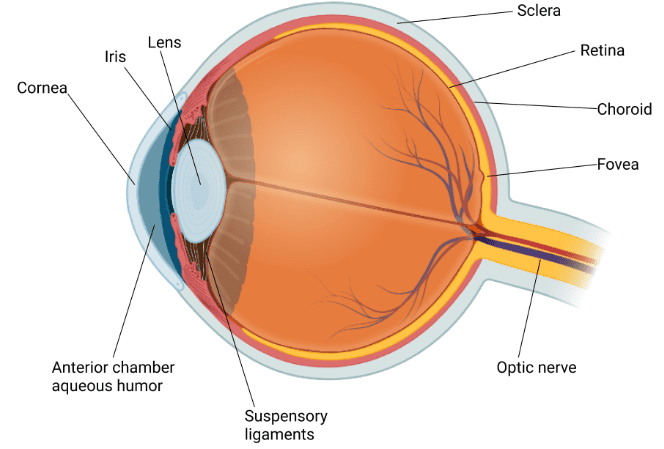 eye with a neat labelled