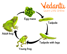 Life Cycle of a Frog