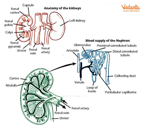 Kidney Structure