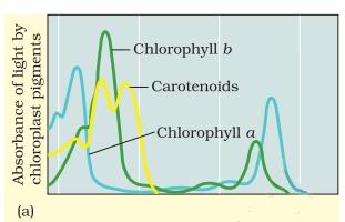 absorption spectrum