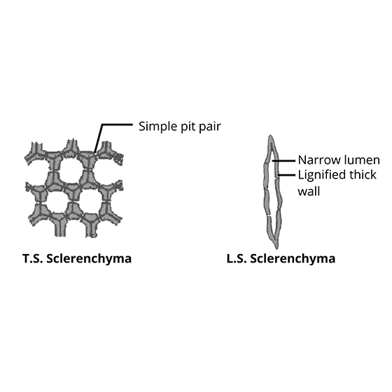 Sclerenchyma