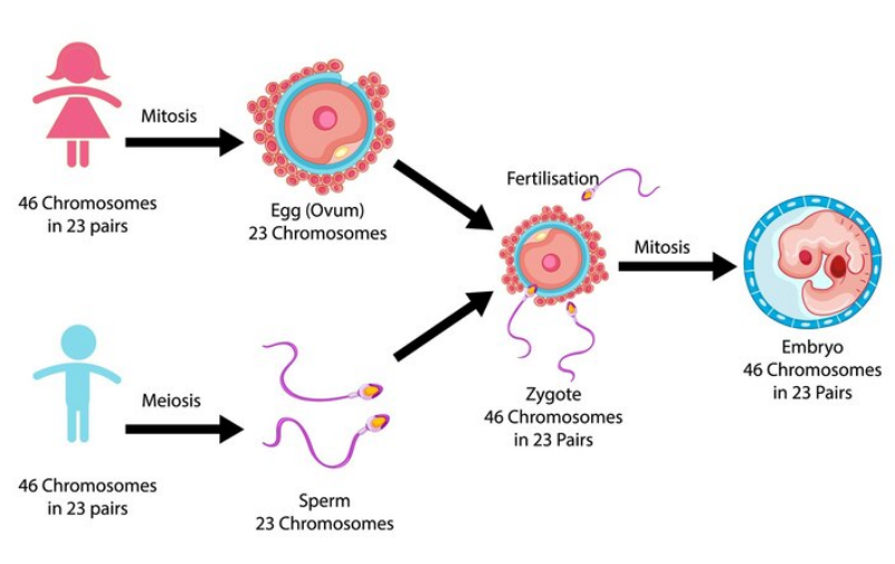 Sexual Reproduction