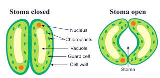 Opening and Closing of Stomato