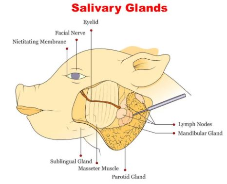 exocrine glands examples