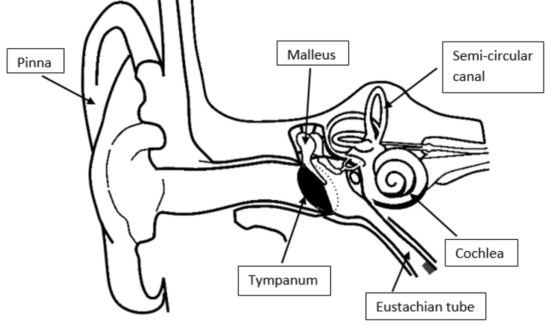 Structure of Human Ear