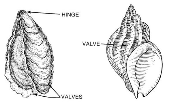 Exoskeleton of Mollusca