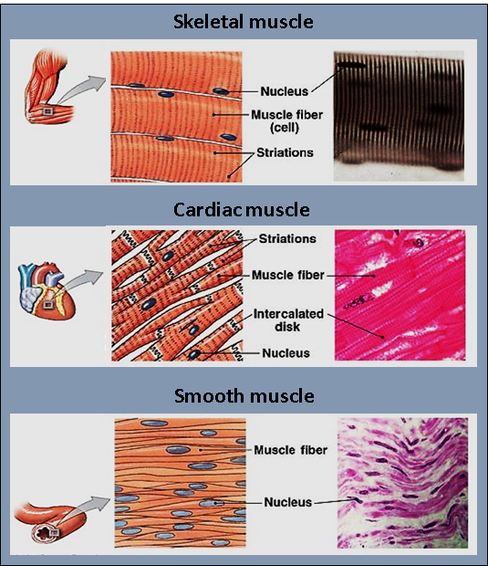 difference between voluntary and involuntary muscles