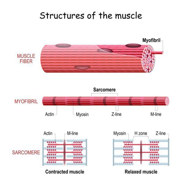 Structures of Muscle