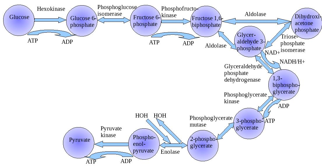 glycolysis cycle diagram