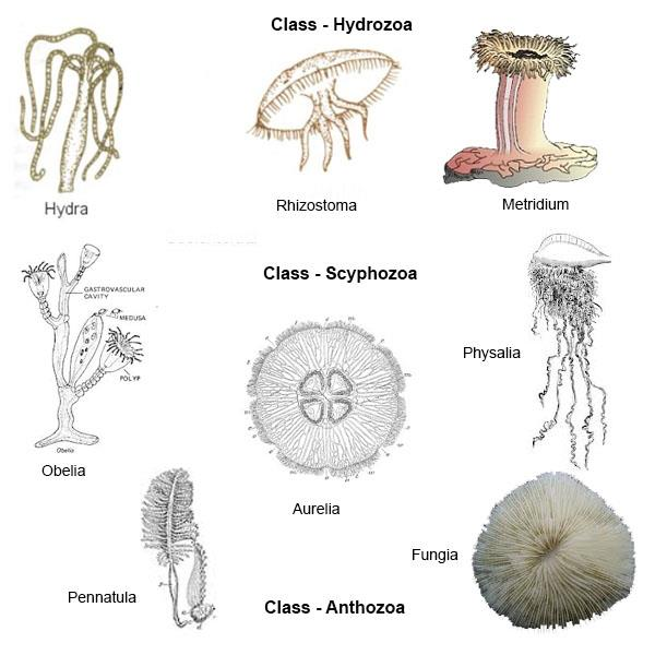 PHYLUM COELENTERATA