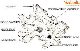 Structure of Amoeba