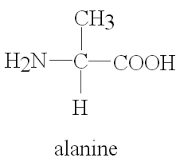 The structure of alanine