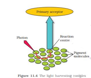 Light Harvesting Complex