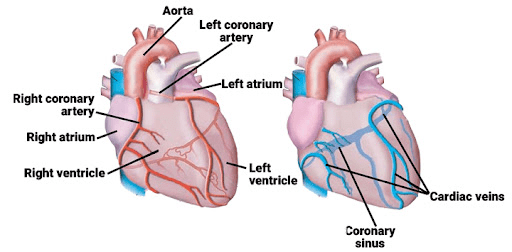 Human Circulatory System: Heart