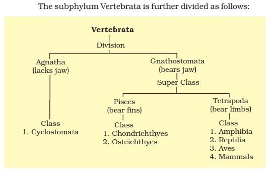 Classification on Subphylum Vertebrata