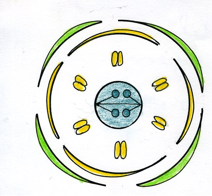 Semi-Technical Description Of A Typical Flowering Plant