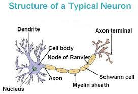 Nervous Tissue