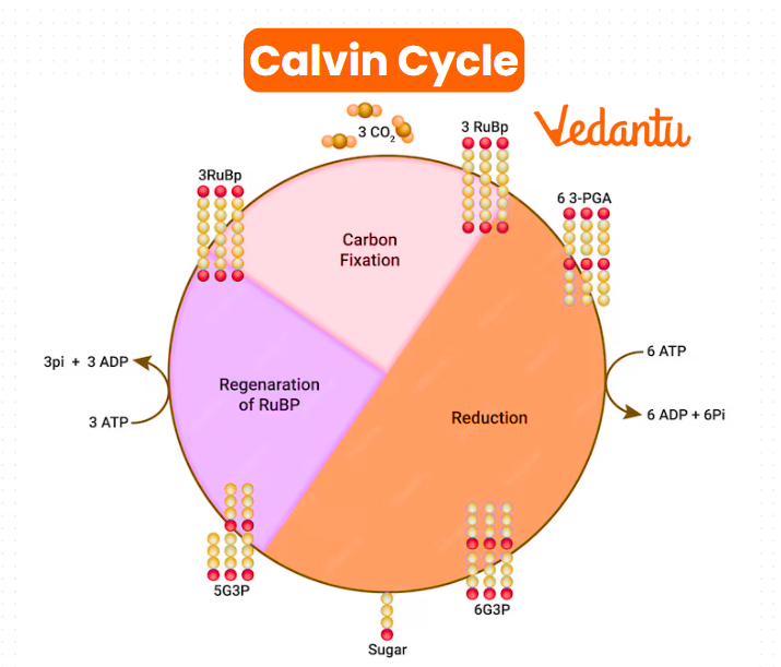 Calvin Cycle