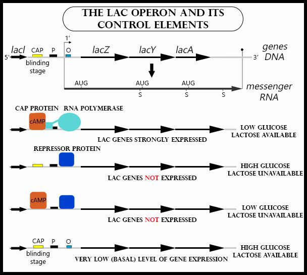 lac operon model