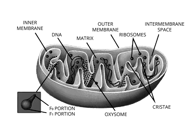 Mitochondria