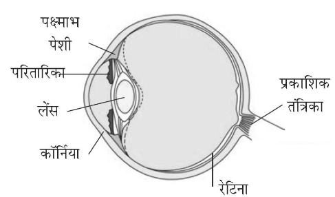 human eye image