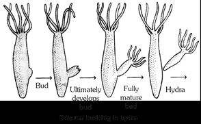 External Budding in hydra