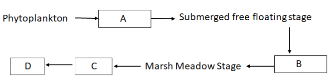 Primary Succession Model