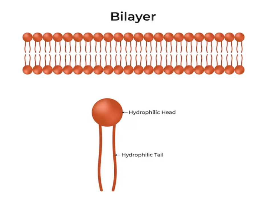 Lipids structure