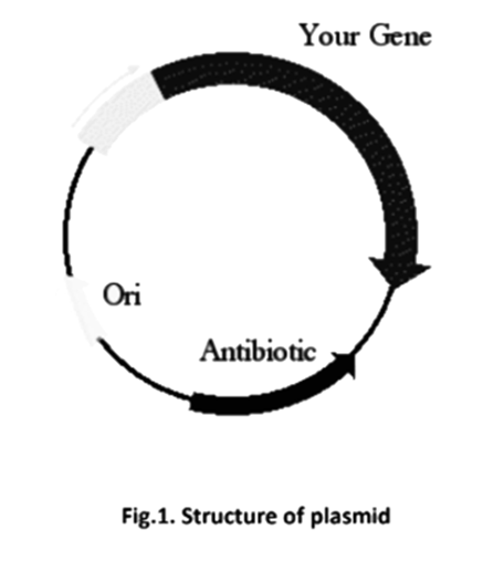 Plasmid