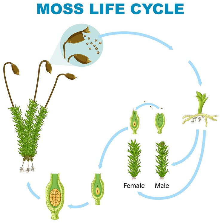 Moss Life Cycle Asexual Reproduction in Plants