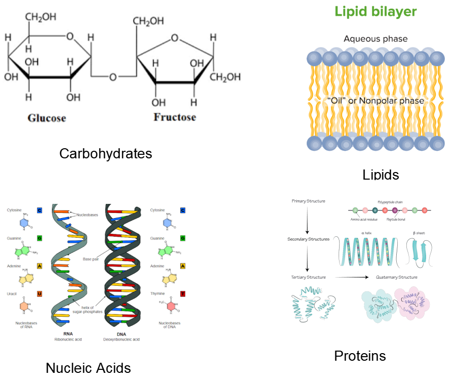 Biomolecules