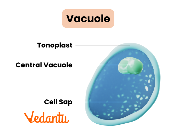 Vacuole