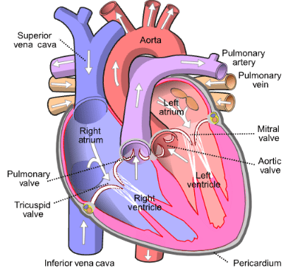 Human Heart picture