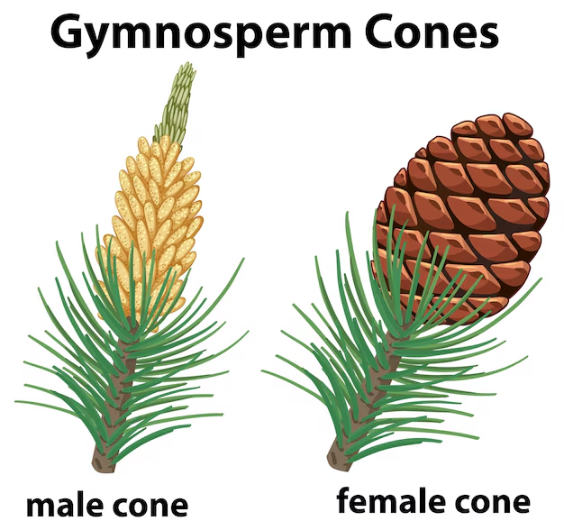 Gymnosperms