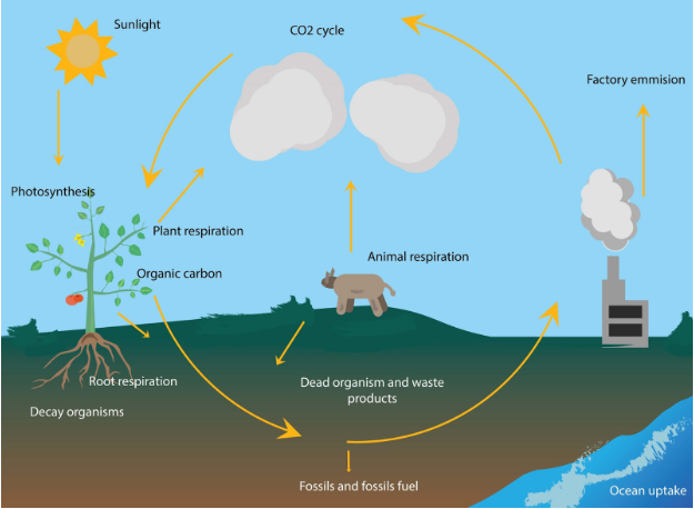 Carbon Cycle in Ecosystem