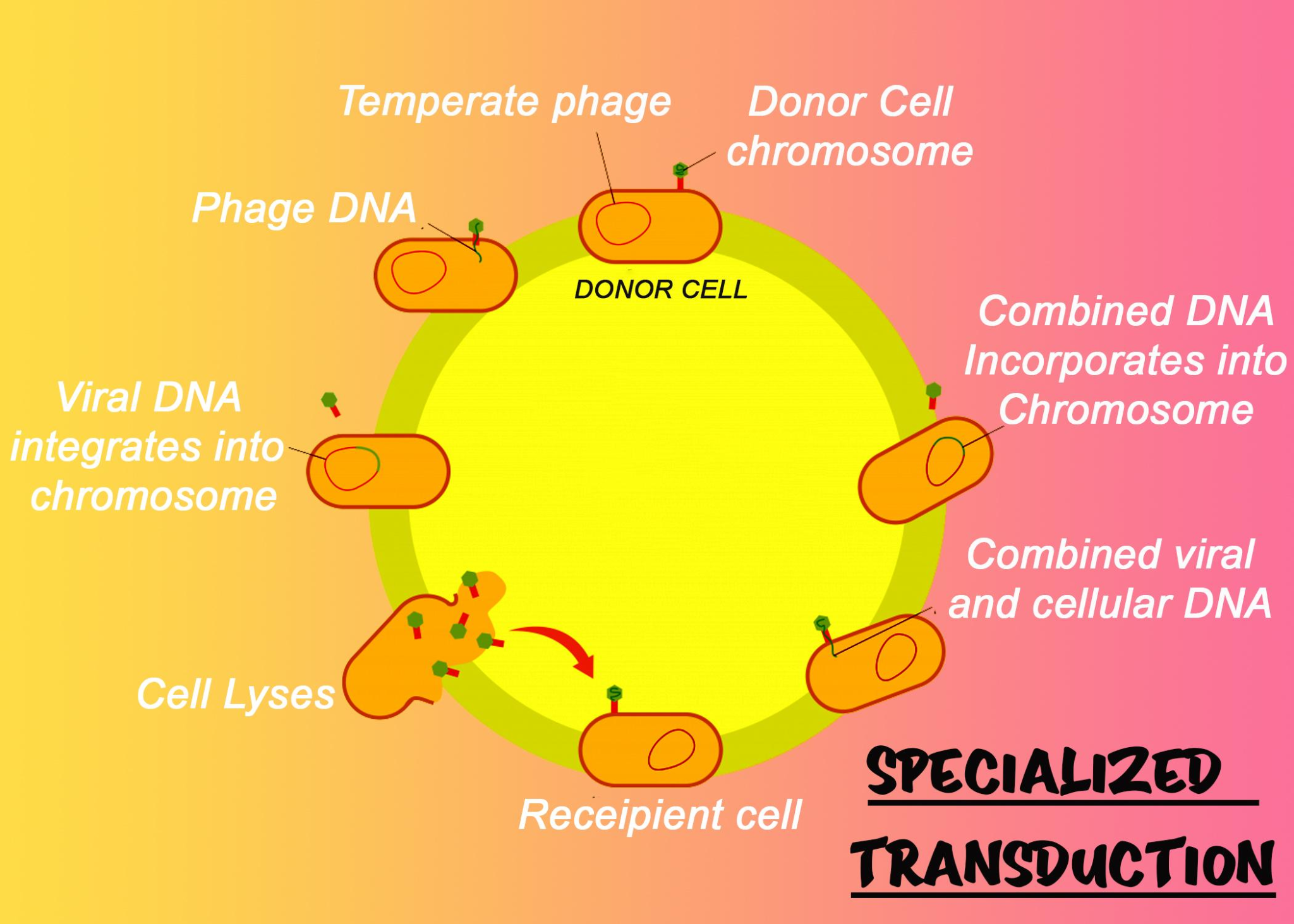 Bacterial Transduction