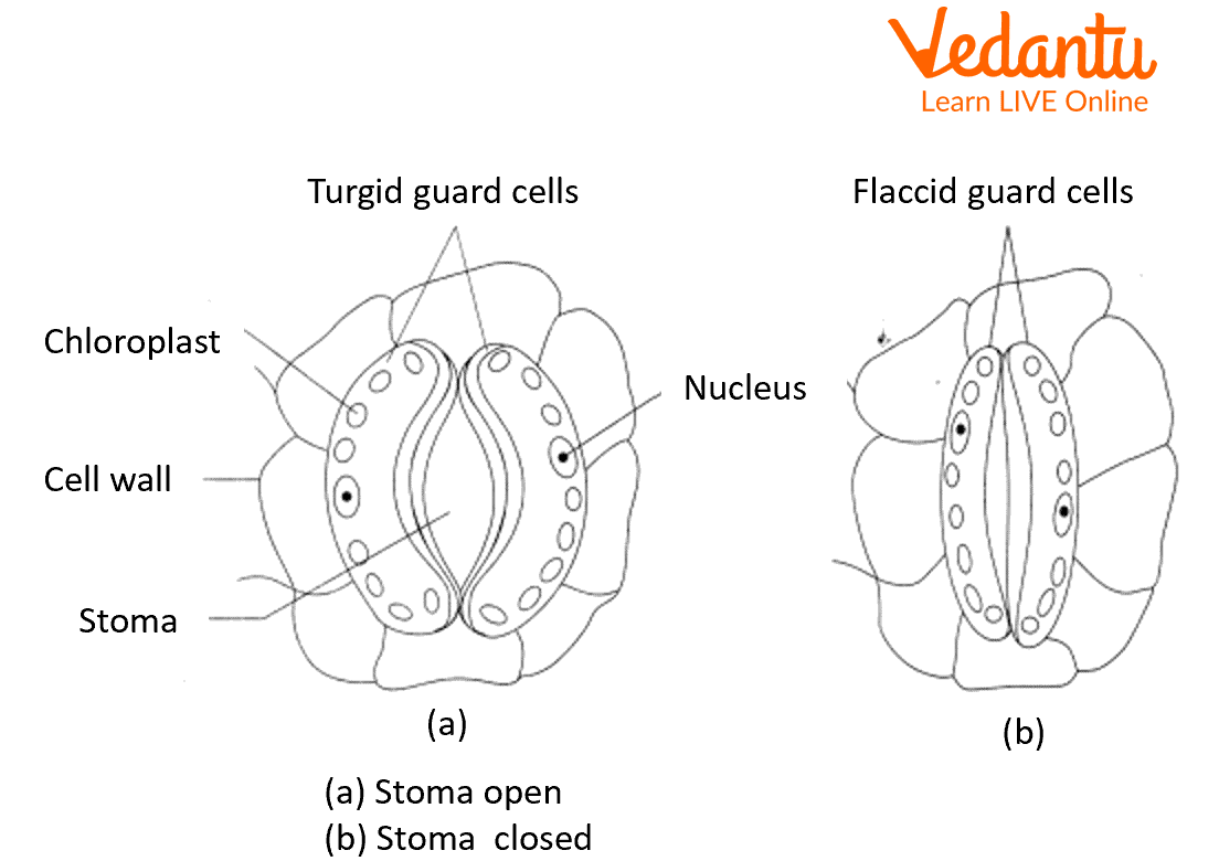 Anatomy of the stomata on the surface of leaves