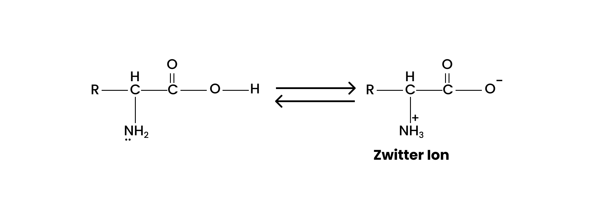 The amphoteric behaviour of amino acids