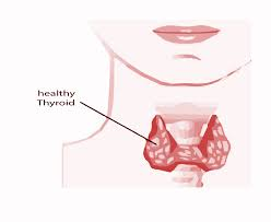 Thyroid Gland