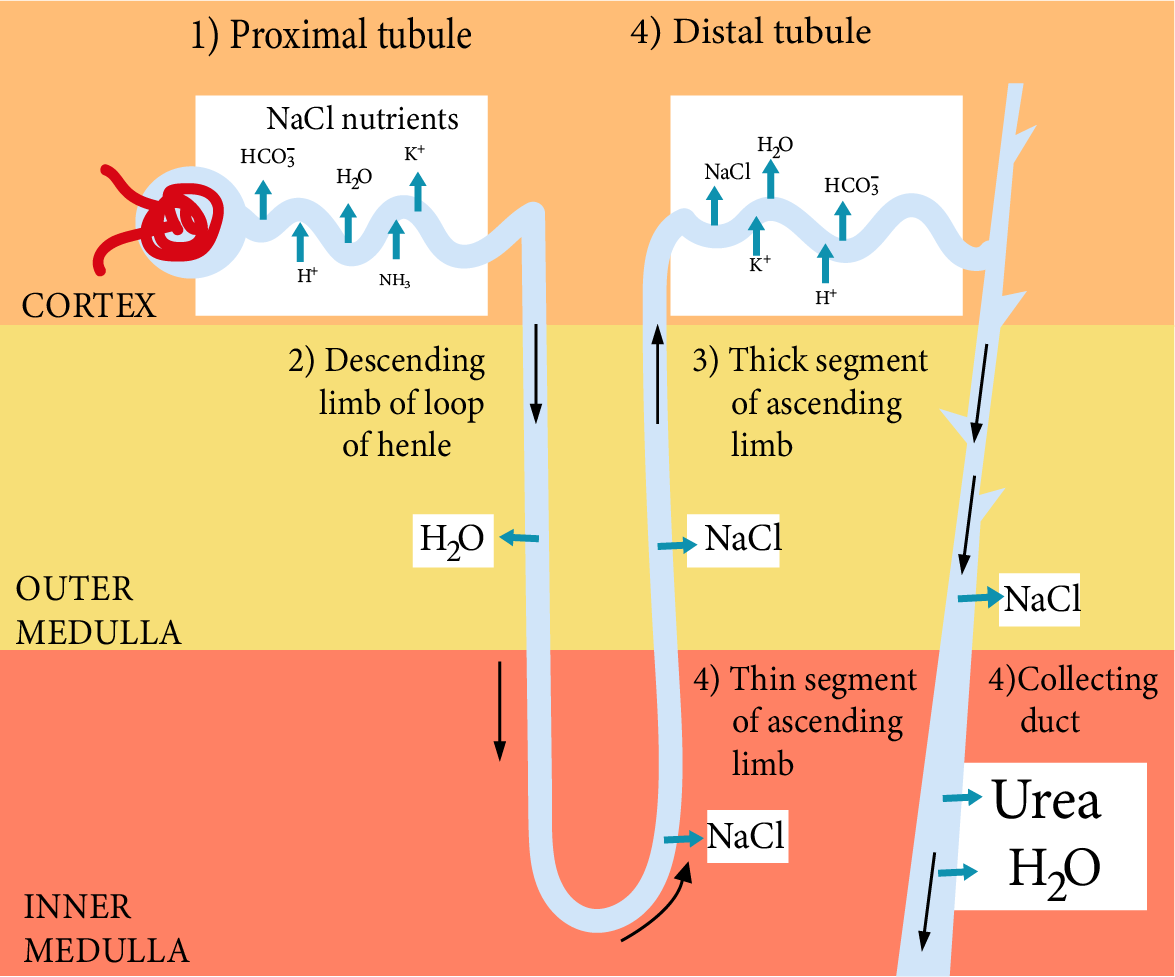Functions of Different Parts of Nephron
