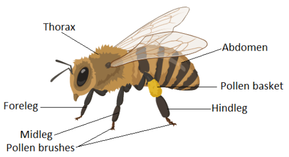 Picture of Honey Bee