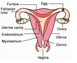 human female reproductive system diagram