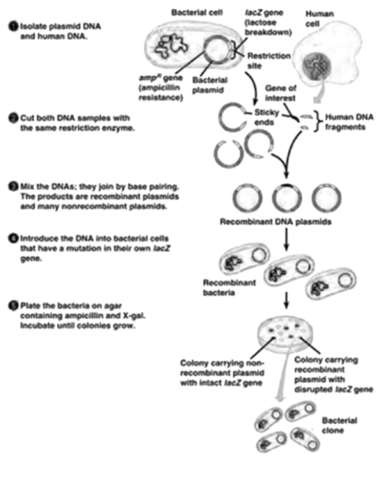 Selectable marker to identify transformed cells