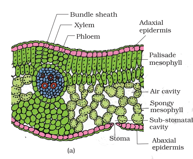 Dorsiventral Leaf